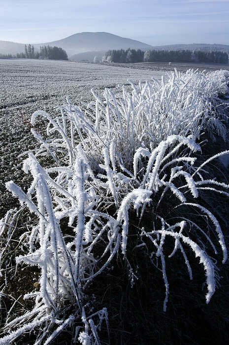 Šumava u Hoštic