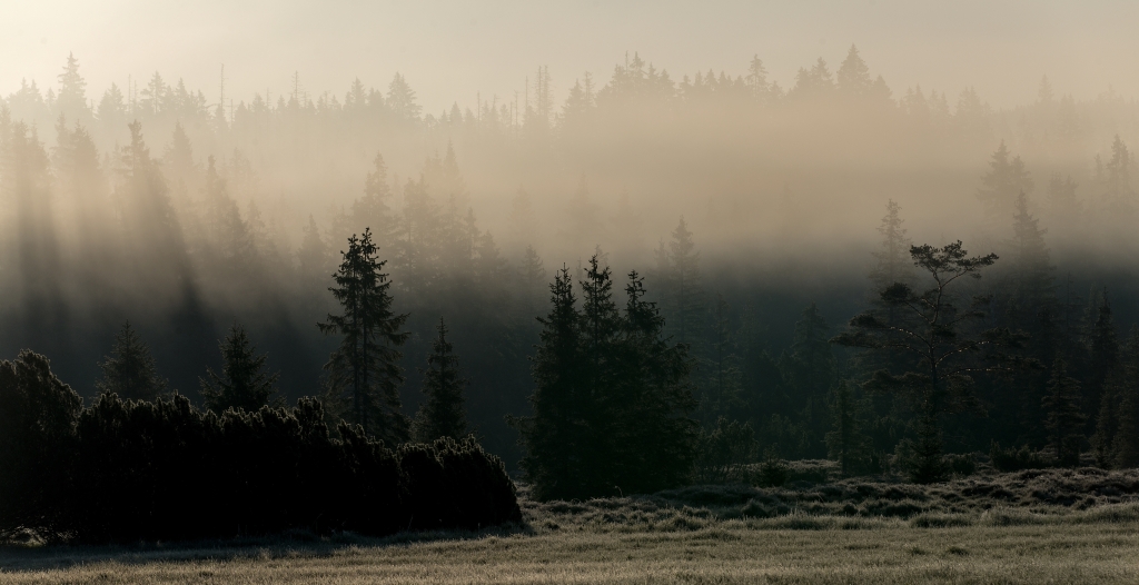 Šumava - svítání