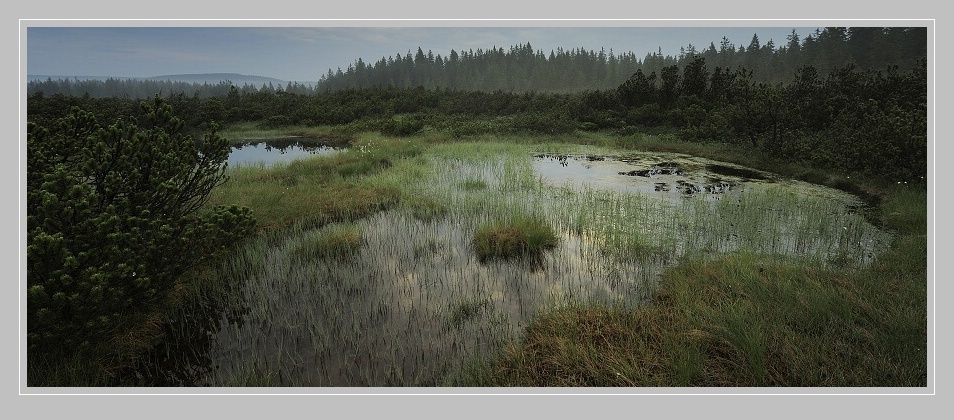 Šumava Mlynářská slať