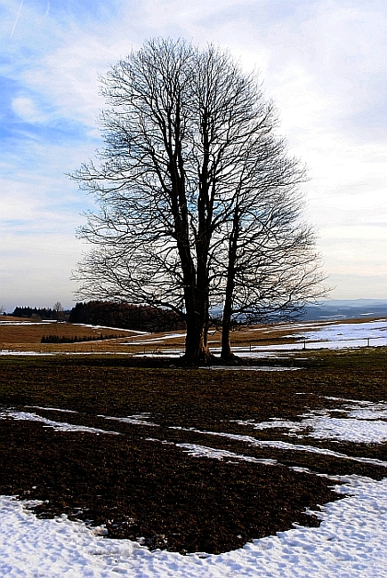 předjaří