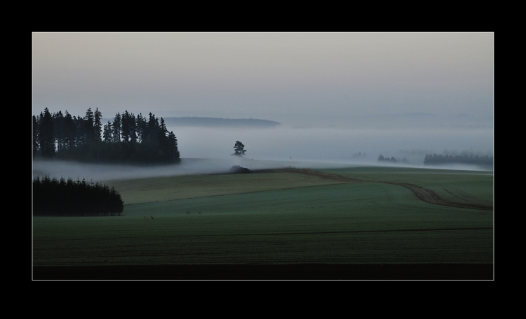 Ranní krajina II