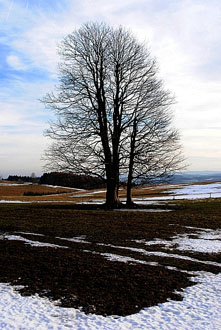 předjaří